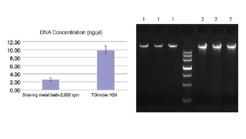 Genomic DNA agarose gel electrophoresis comparing a shaking metal bath and TGrinder H24 homogenization for soil samples