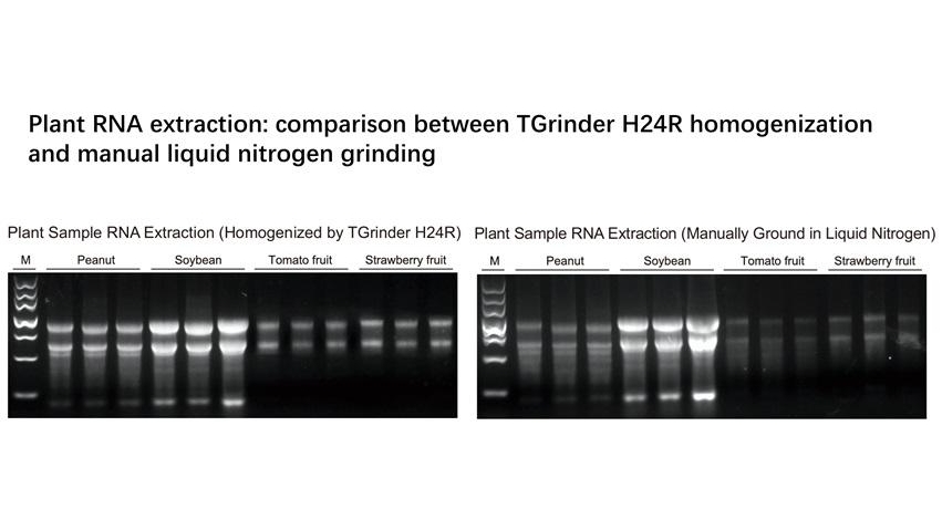  Plant RNA agarose gel electrophoresis comparing TGrinder H24R homogenization and manual liquid nitrogen grinding