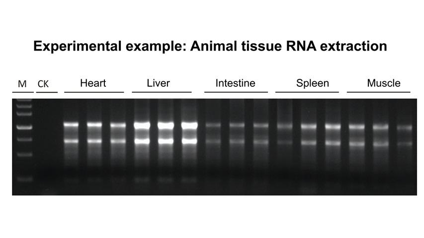 Animal tissue RNA agarose gel electrophoresis after TGrinder H24R homogenization