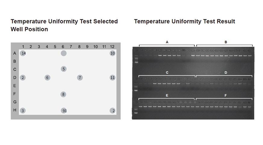 96 well PCR thermal cycler temperature uniformity test showing consistent DNA amplification across wells