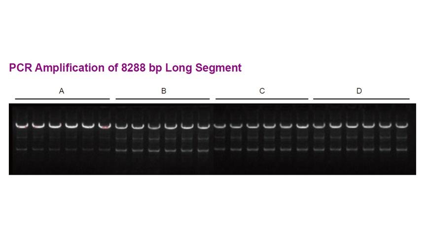 96 well PCR thermal cycler long fragment DNA amplification showing clear and uniform bands across samples